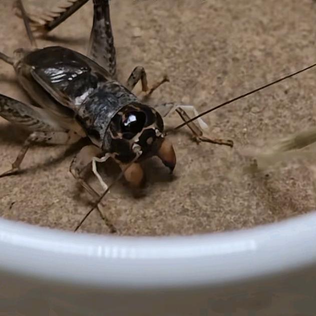 小闫纯野生蟋蟀