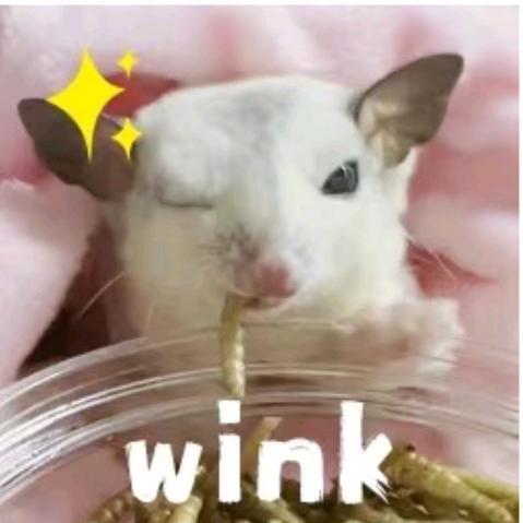 飞鼠宝宝