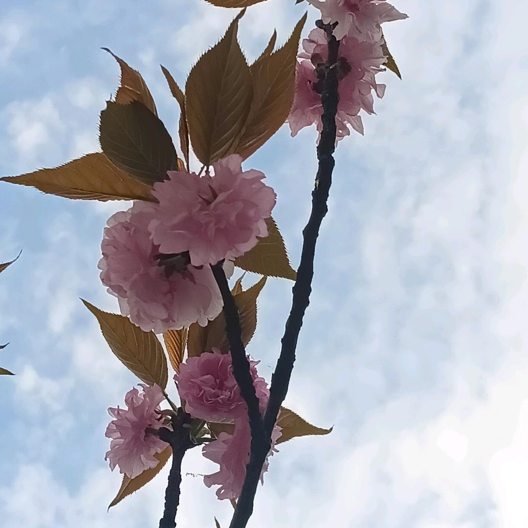 ✨🌸拾光静好🌸🌟