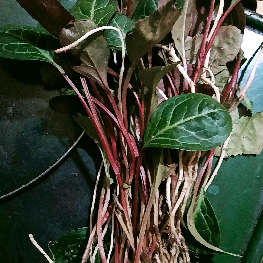潘
