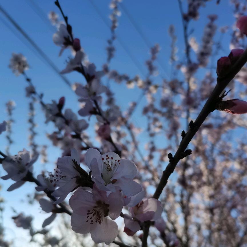 莫言☀️🌸