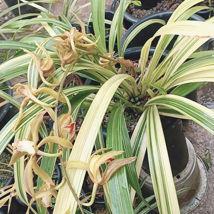 越南资源兰花初出茅庐