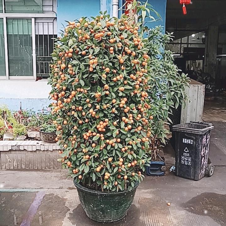 映山红