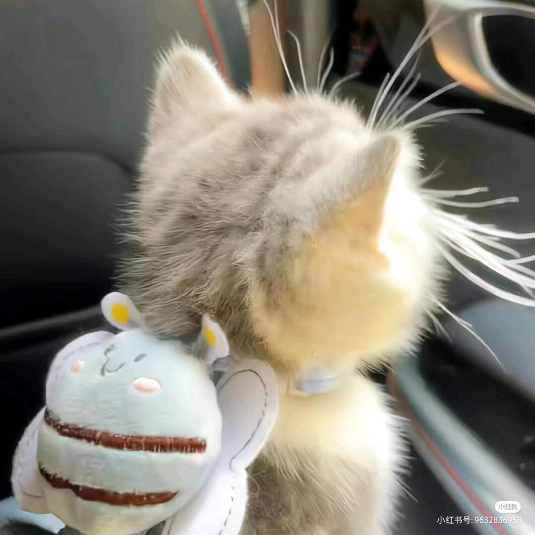 开心小猫猫
