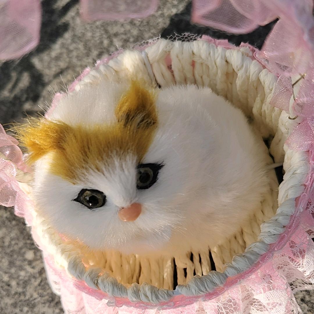 调皮猫咪🐱
