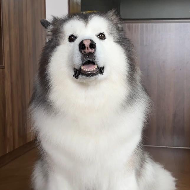 悲伤小羊🐑