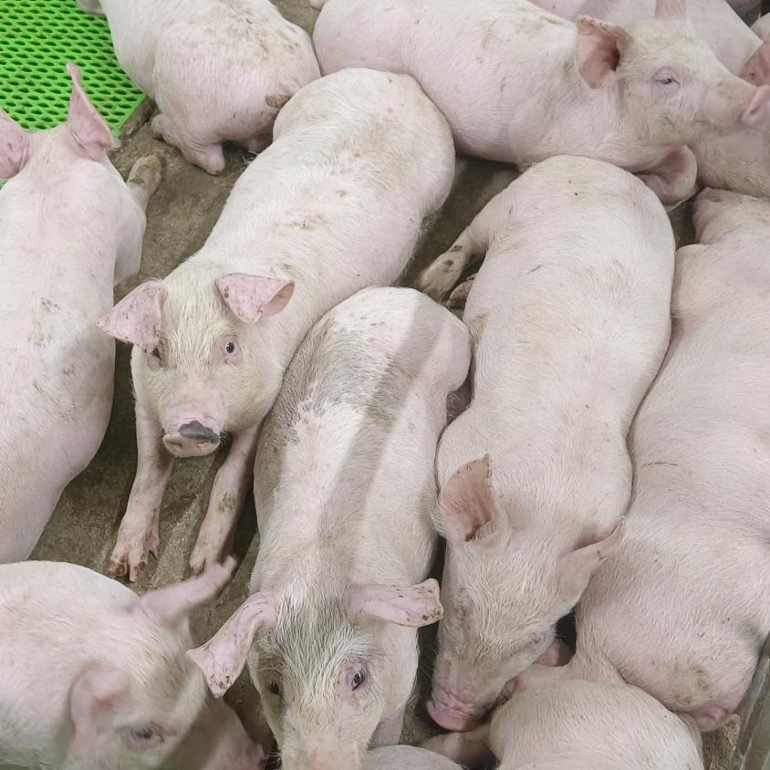 乌当区启源生猪养殖场（个体工商户）