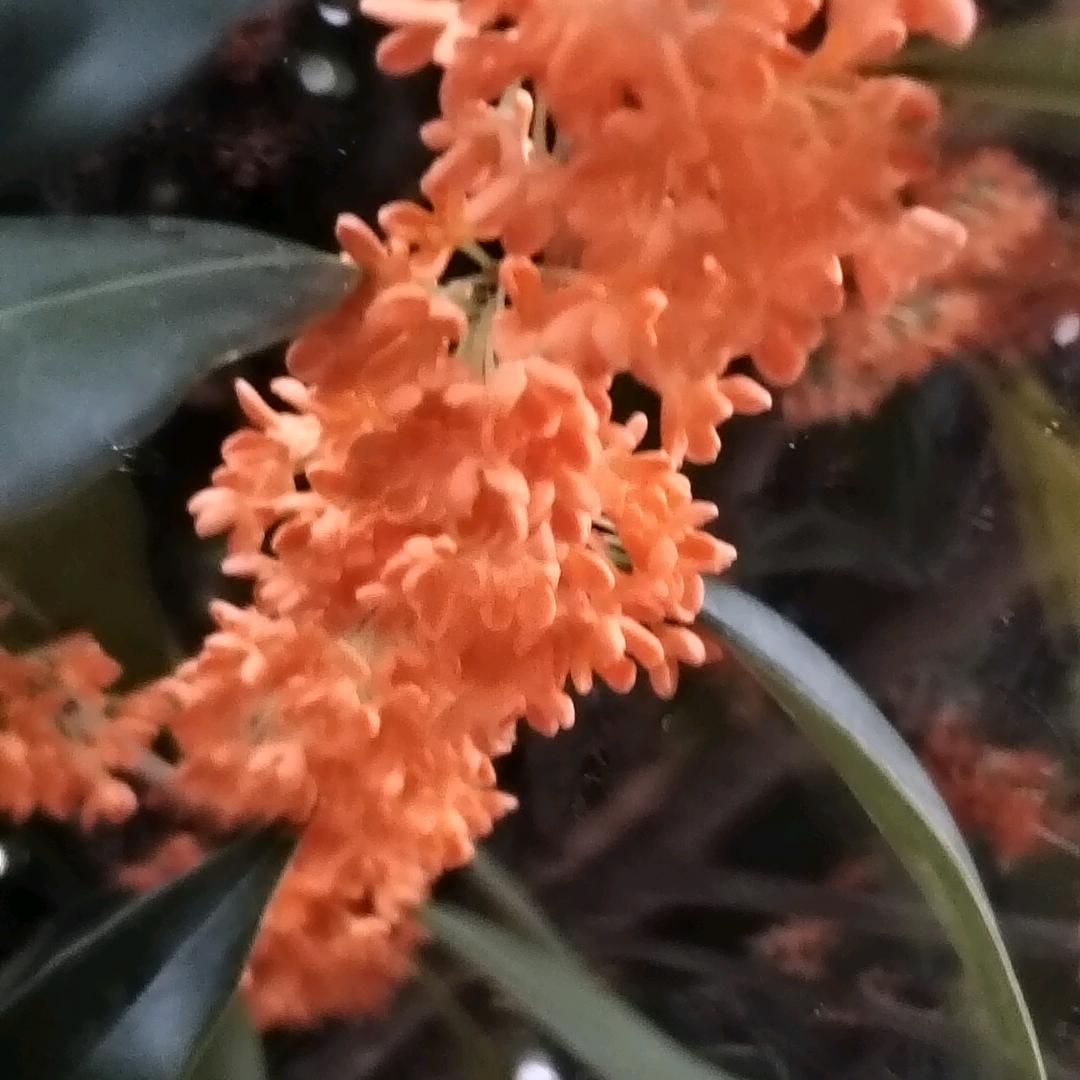 顺哥