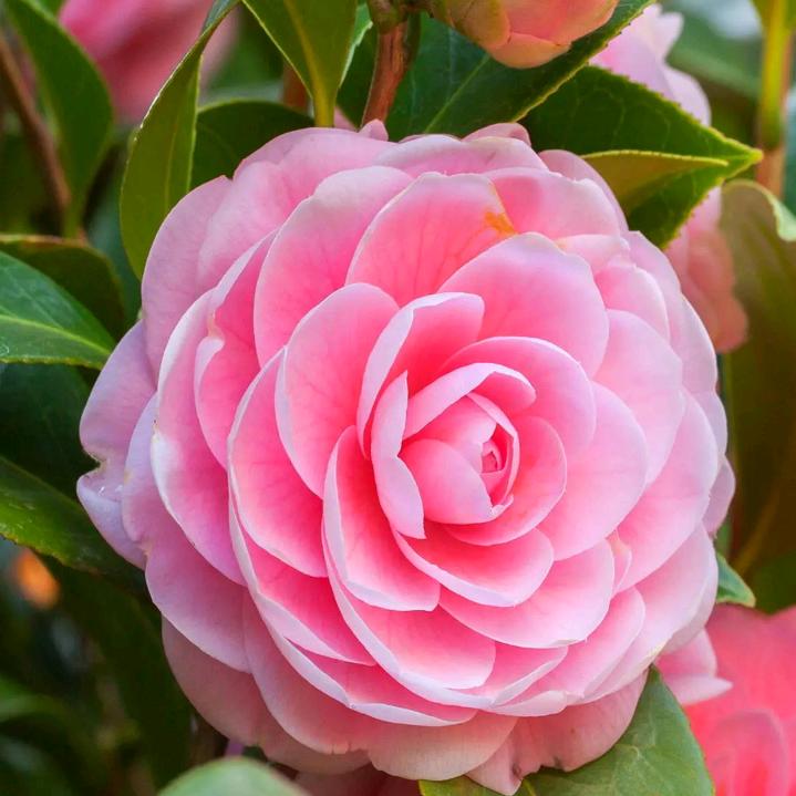 开心🌺🌺快乐🌹🌹