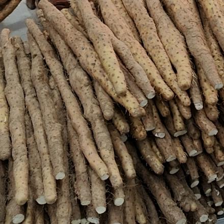 乐乐垆土铁棍怀山药