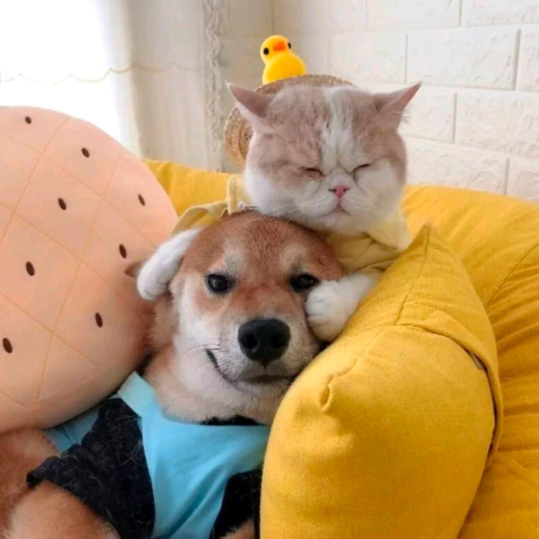 猫狗宠物店