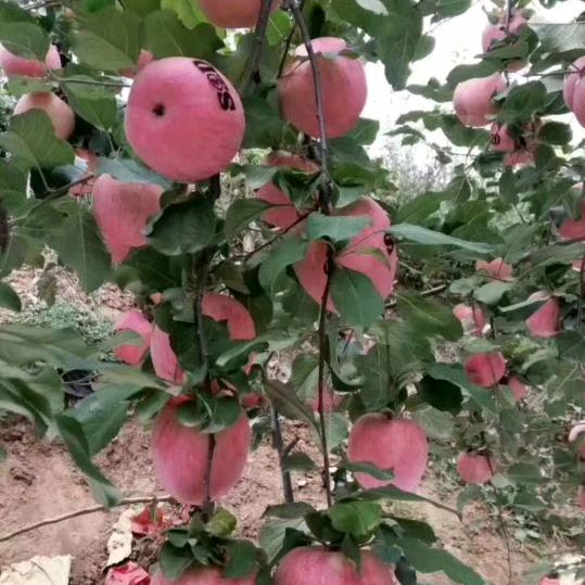 任英