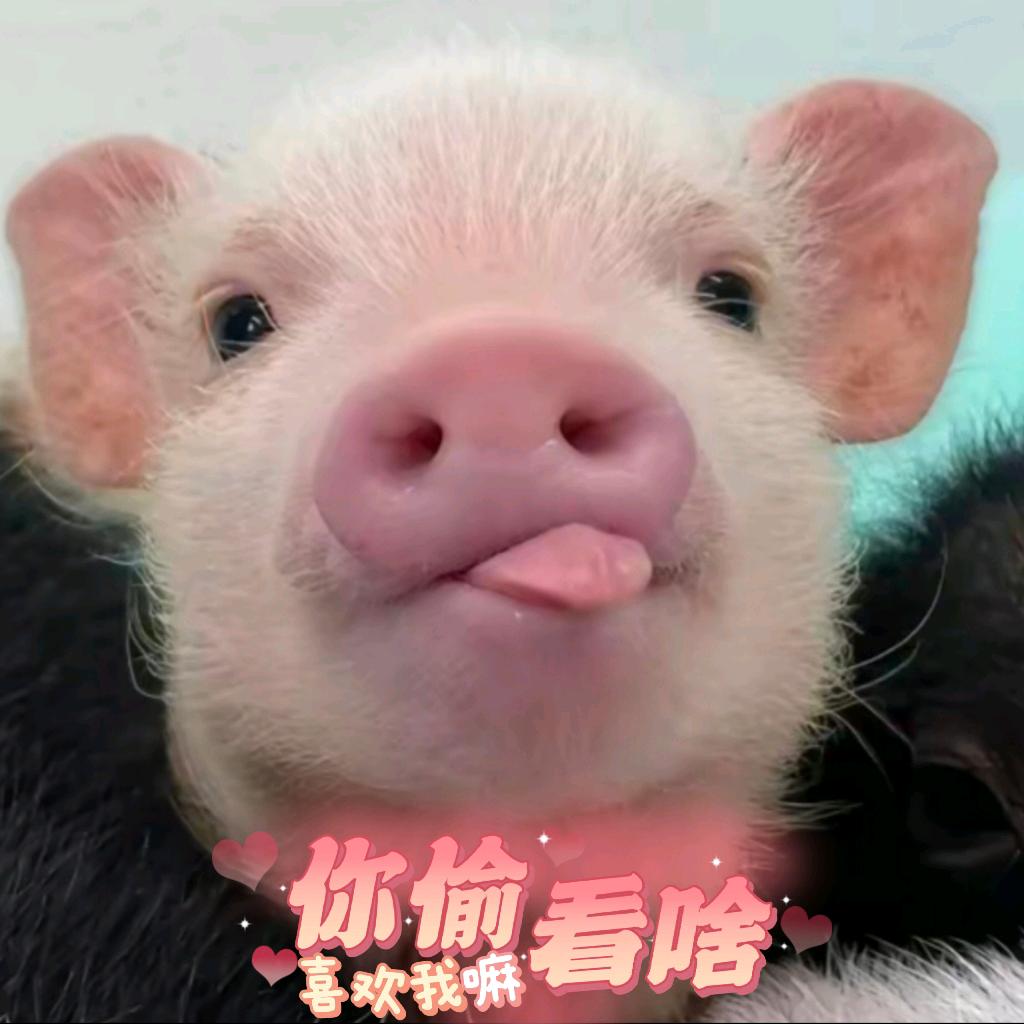 小猪吃细糠>🐽<