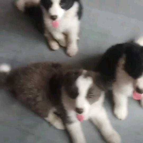 CKU爱犬人-——边氏边牧舍组