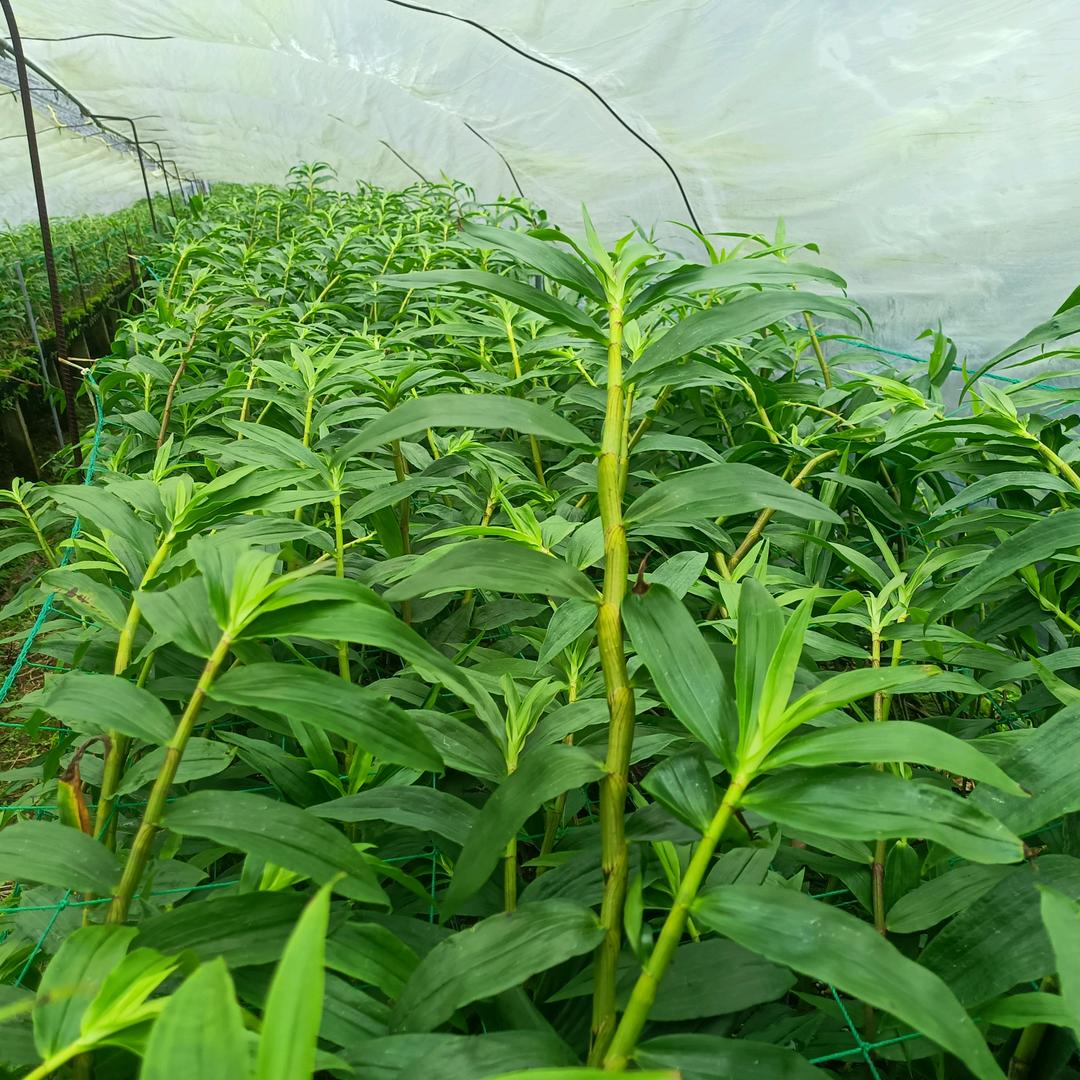 斛里斛涂，产地石斛✌️