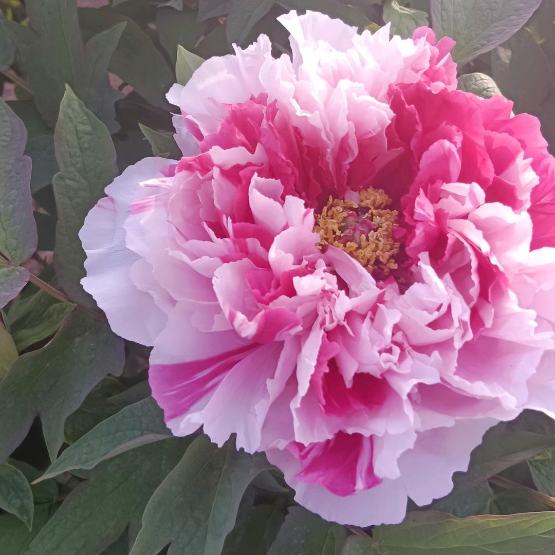 🌹梦醒时分🌹