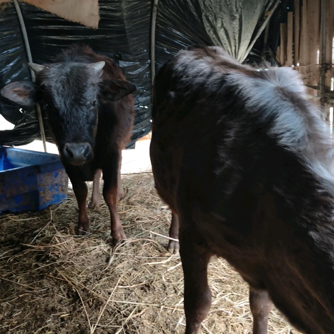 水湖村正宗土黄牛肉，羊，狗，驴斌丽牛肉铺