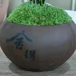 陈大姐