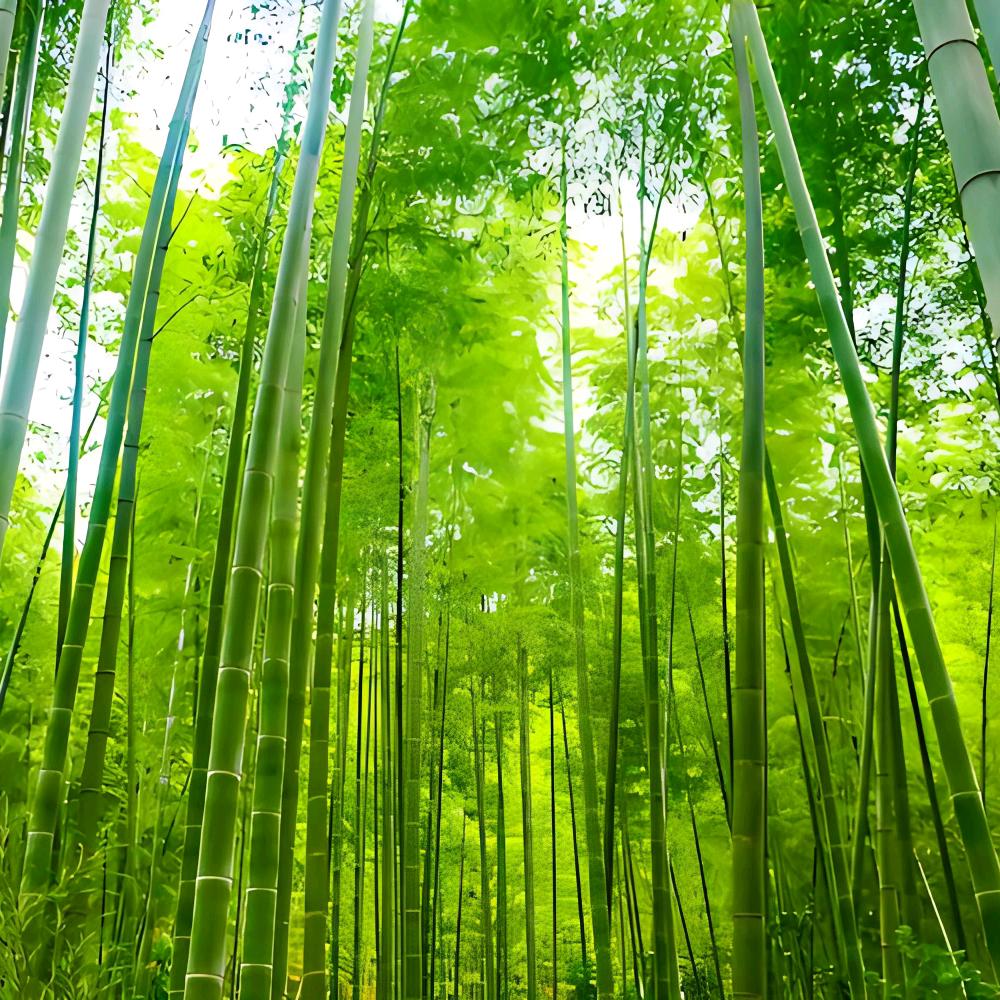 青色竹林