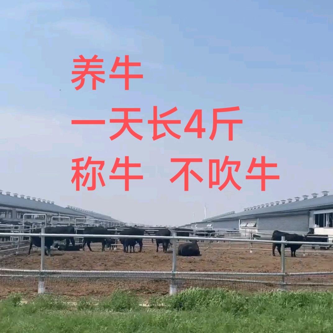 养牛长四斤一天