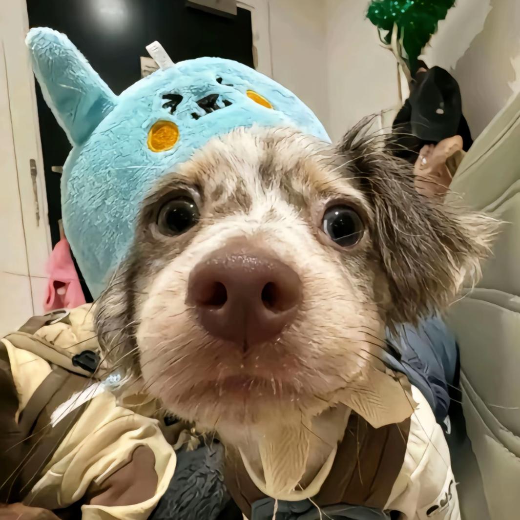 罗密欧与猪过夜