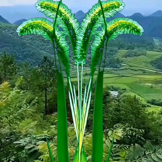 小妹《重庆忠县》