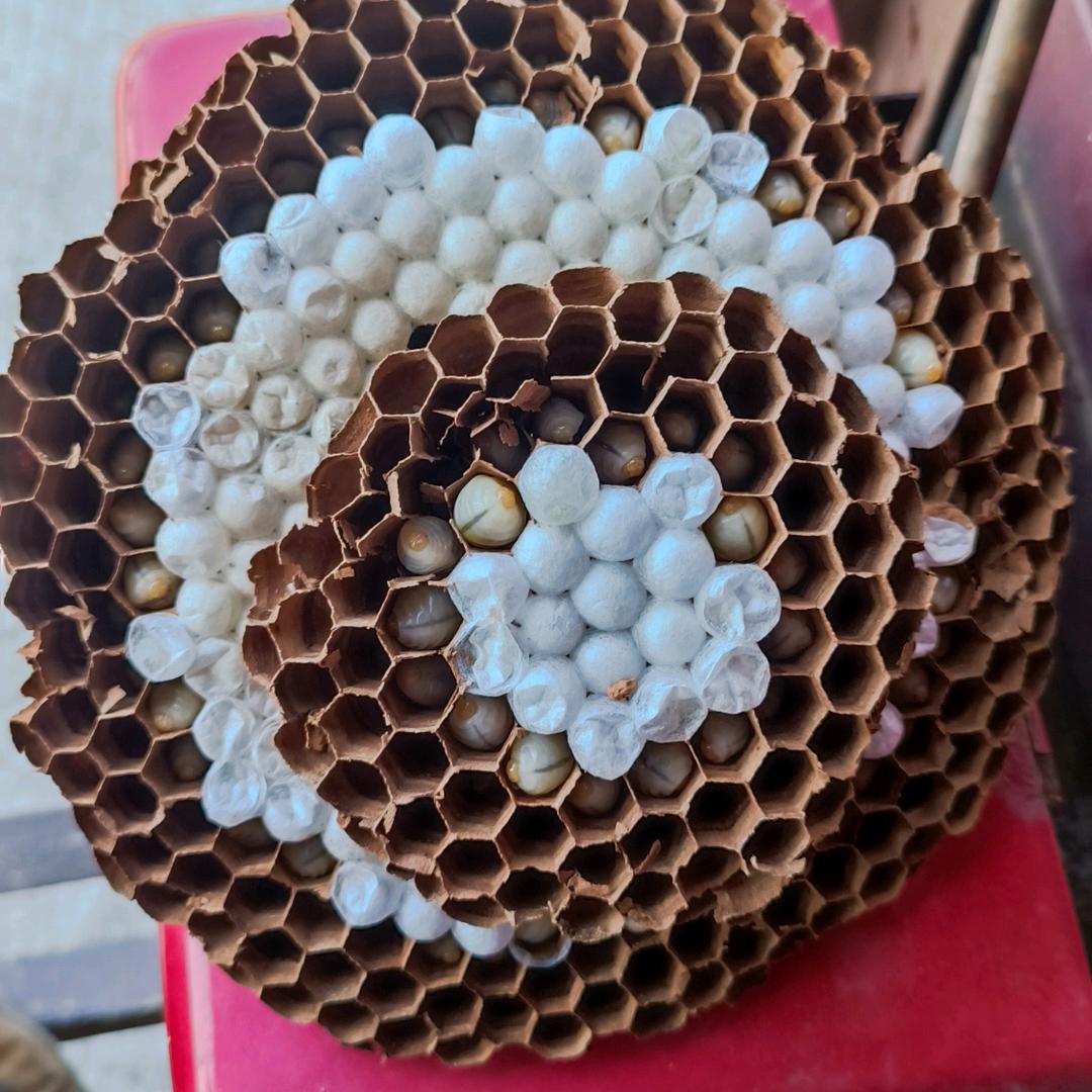 叶莒老农自然蜂场