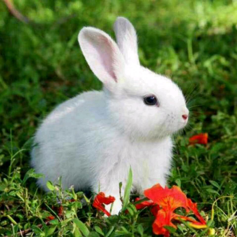 汪小兔🐰