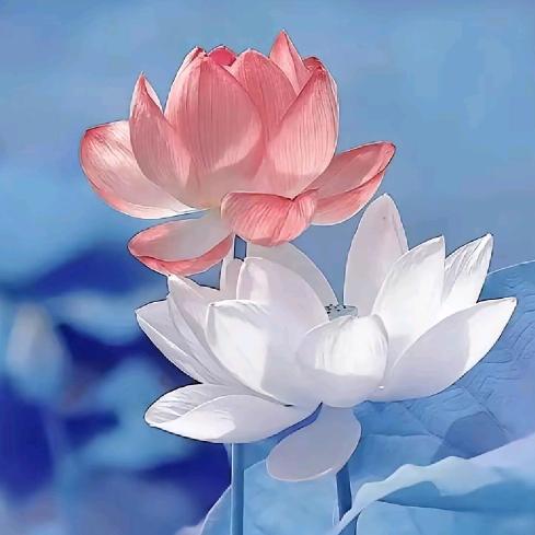 花好月圆（＾ω＾）