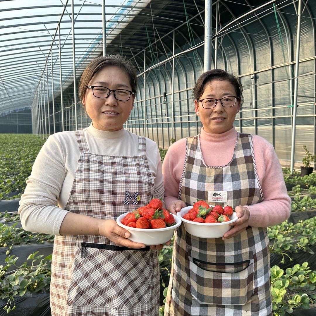 王署埠糖心采摘园