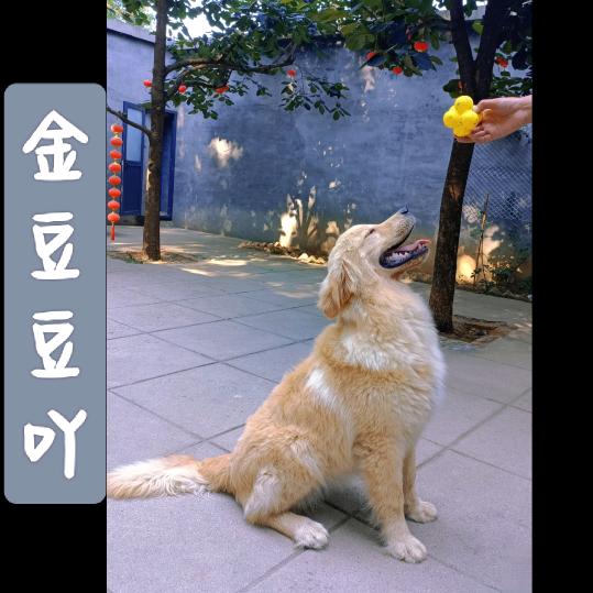 金毛金豆豆🐶