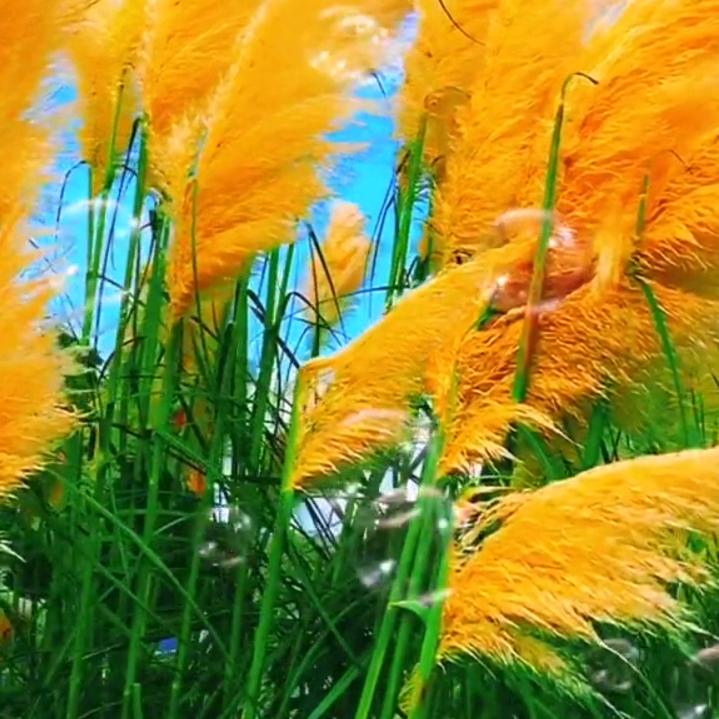 🔥绿色人生🔥