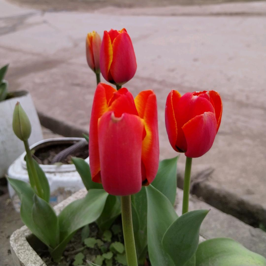 严家二丫头《请勿连赞》