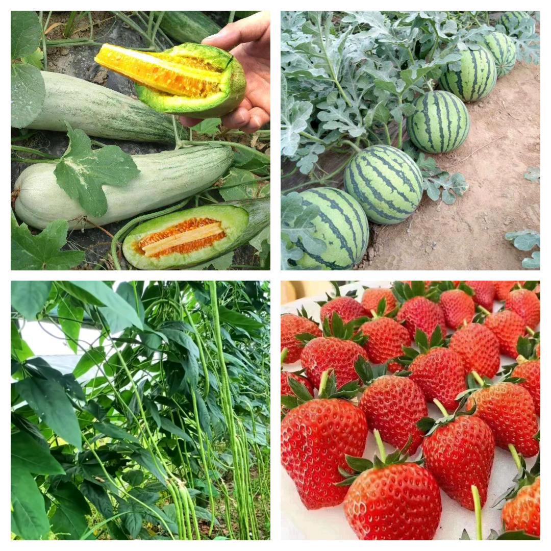 農业🍓亮哥