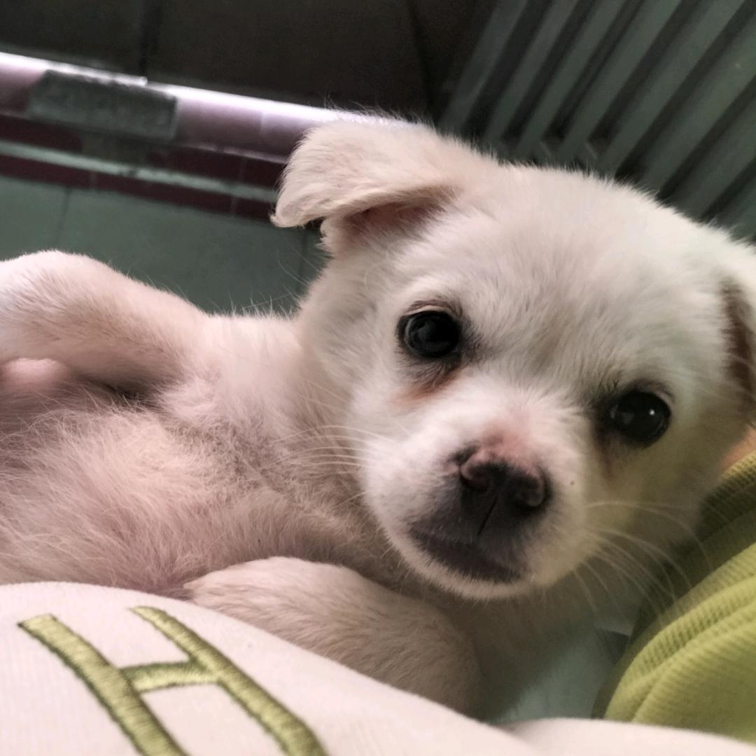 小气鬼和元宝的日常