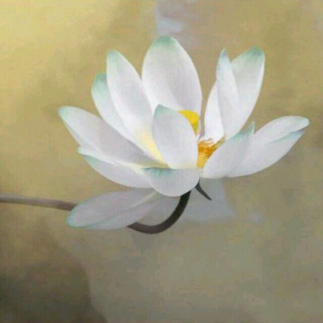 云上莲花