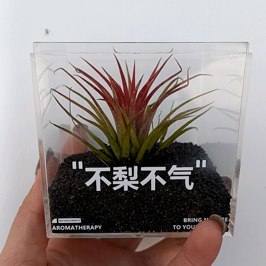 小梨窝很甜