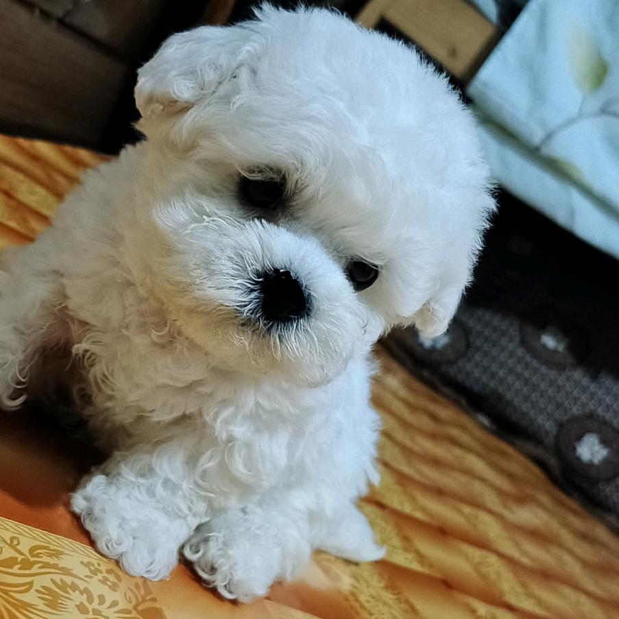 大波家庭自营宠物馆