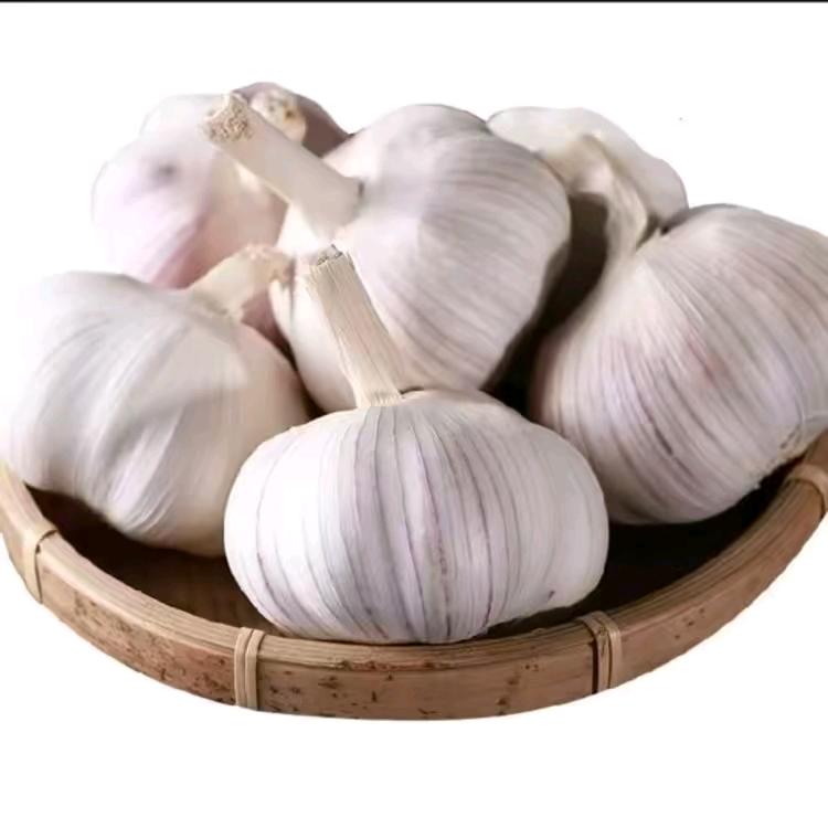 大蒜种植（帮农助农）