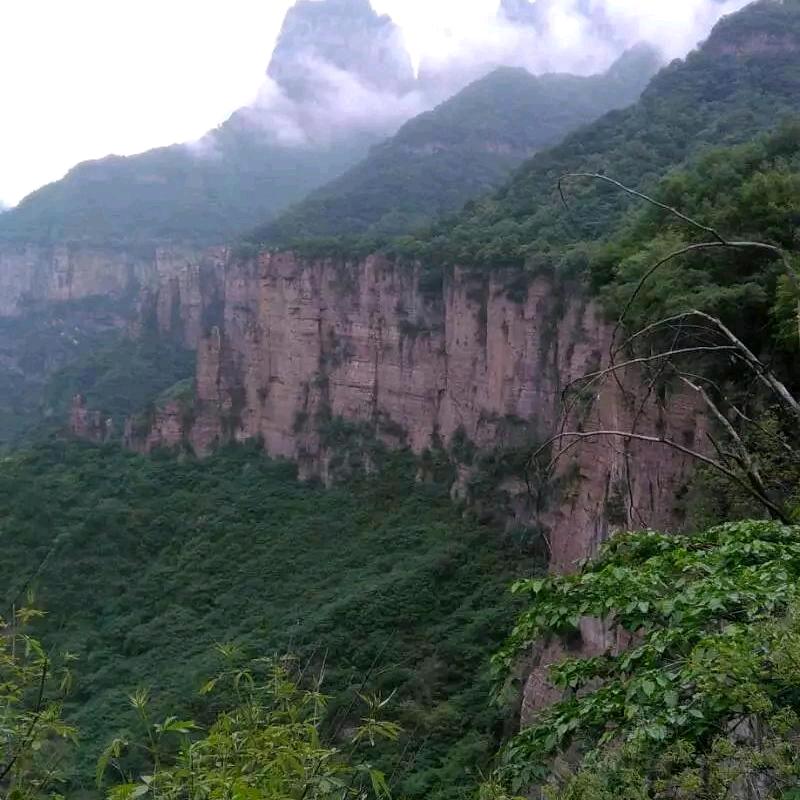 东北虎