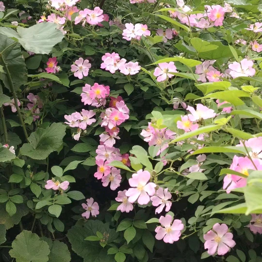 秋香