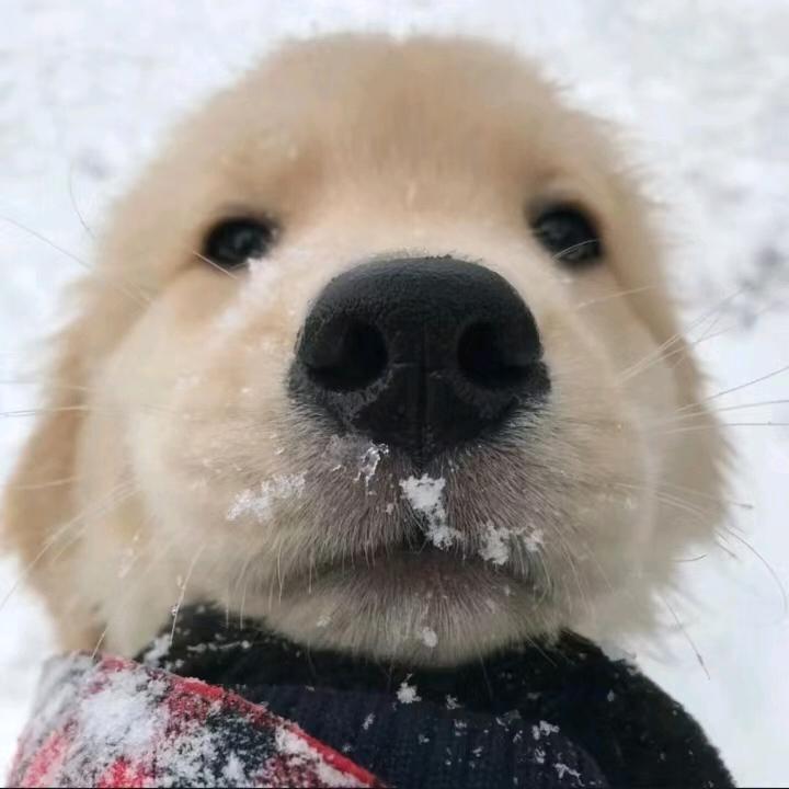 睡觉哥