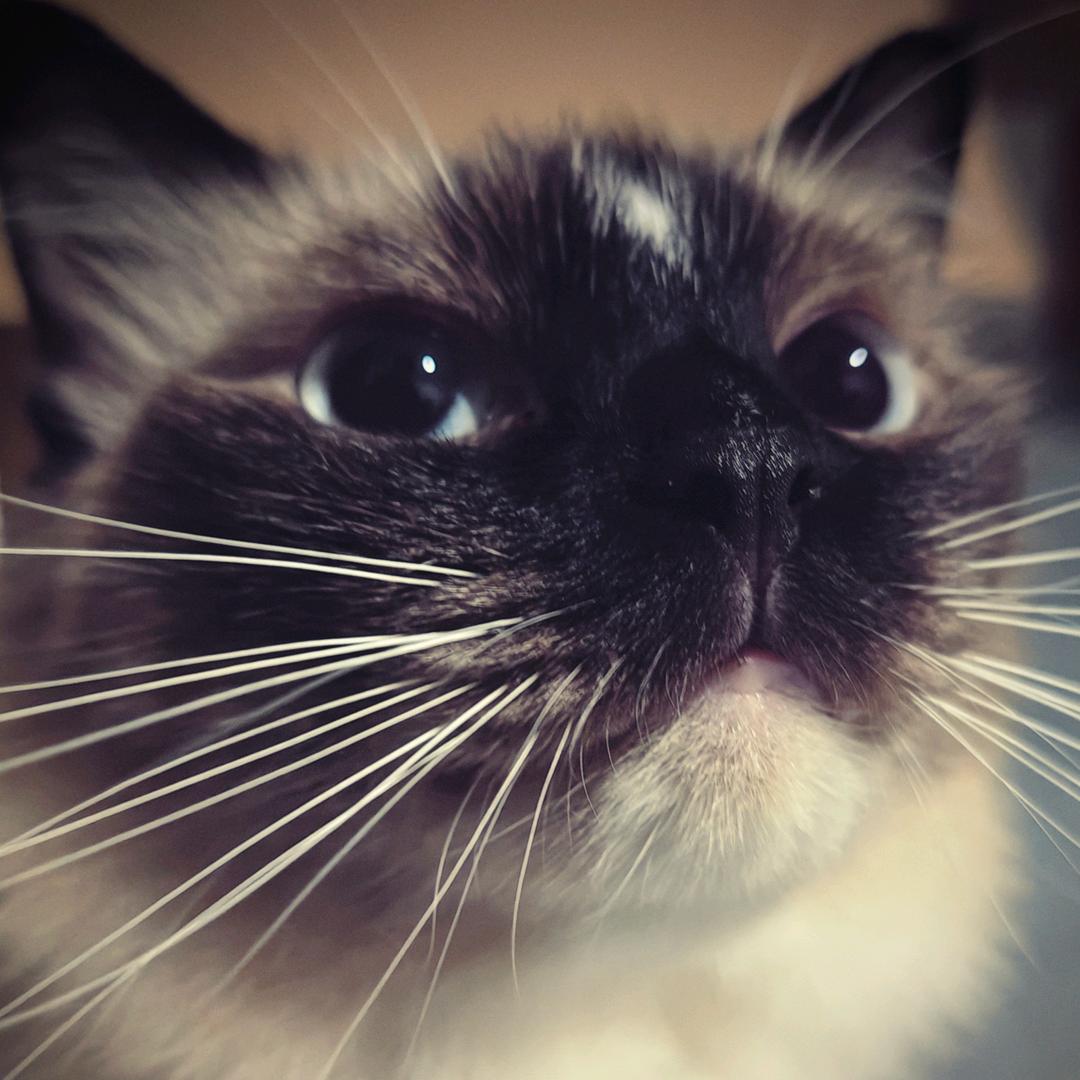 小猫制作