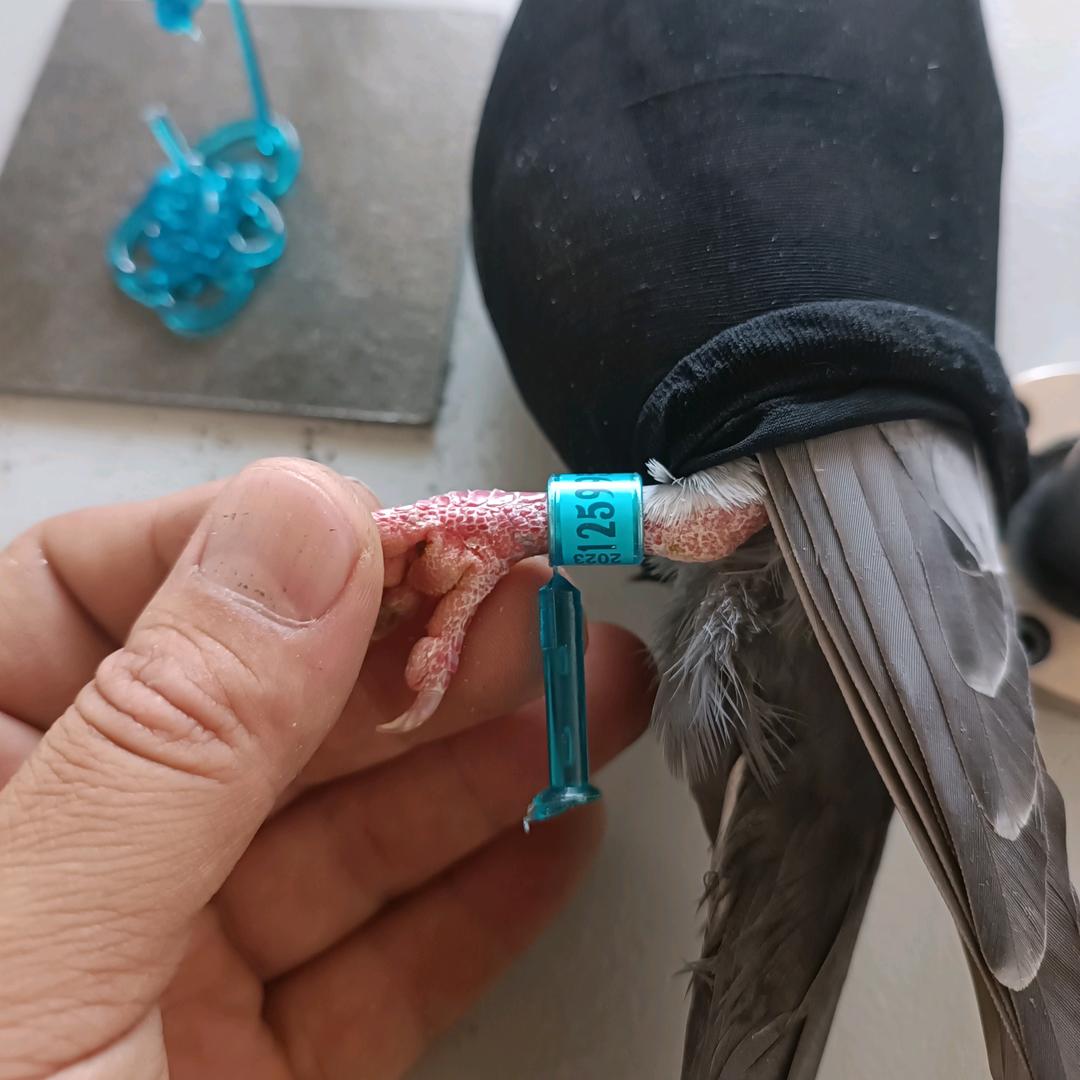 立式足环注塑机精密模具