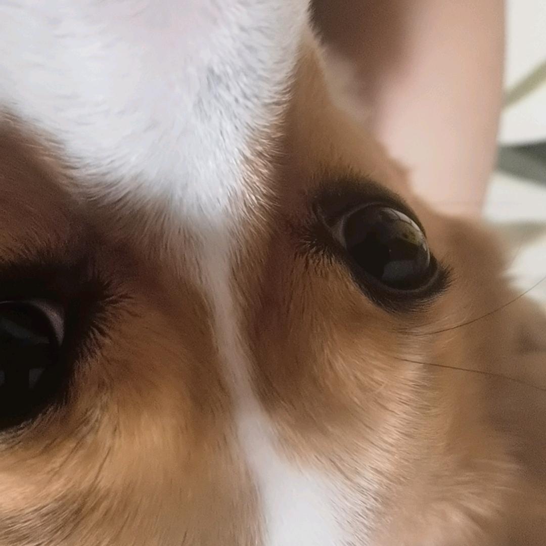我家狗子叫嘟嘟！