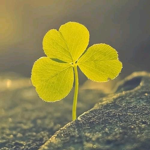 🍀三叶草🌿🍀