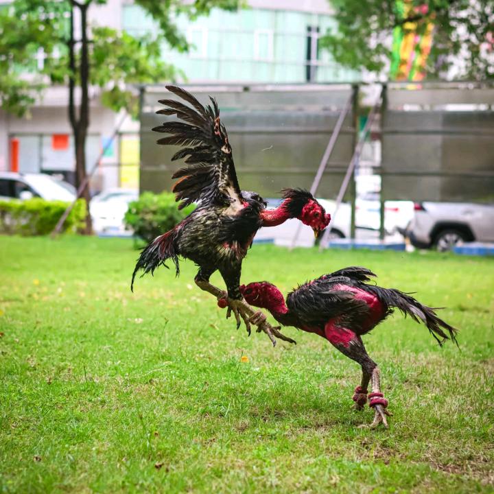斗鸡指南-张老师