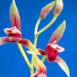 墨茶兰苑(农村权哥)