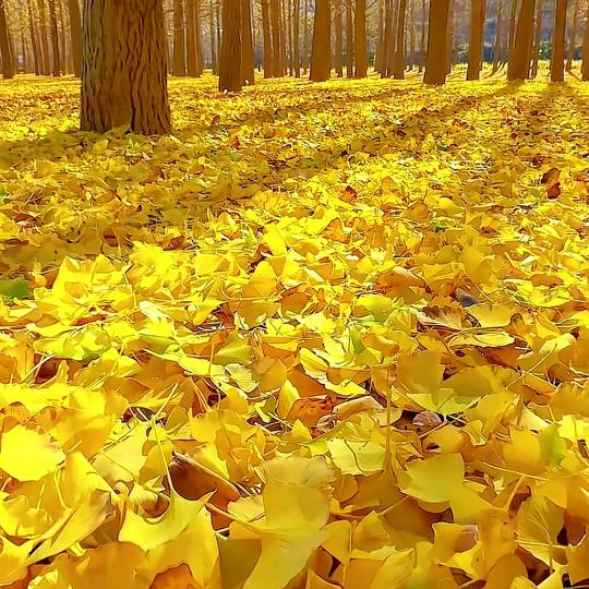 🍒时光꧔ꦿ᭄安好