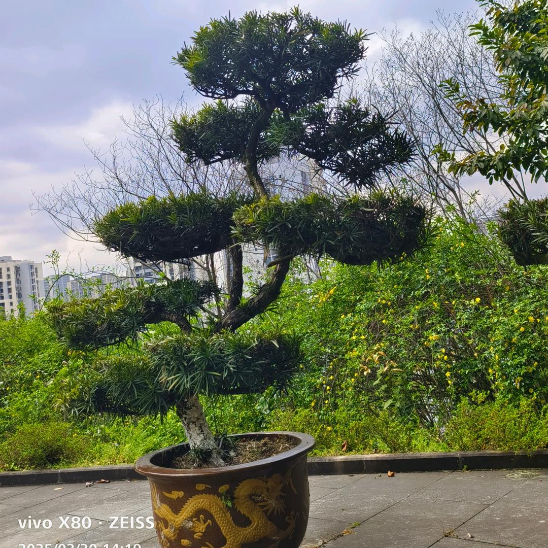 周姐姐祛痣痘疤痕胎记减肥养生